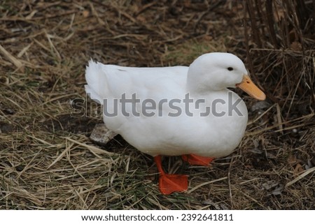 cute white pekin duck grooming itself