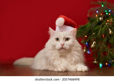 Cute White Pet Cat In A Christmas Hat Santa Claus Lies Under A Christmas Tree On A Red Background, For New Year Card