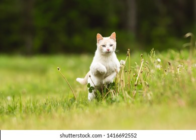 猫 走る の写真素材 画像 写真 Shutterstock