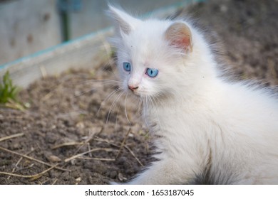 Baby Cat Chinchilla Cat Persian Cat Stock Photo Shutterstock