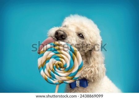 A cute white poodle dog licking at a lollipop lolli in front of colorful bright blue studio background