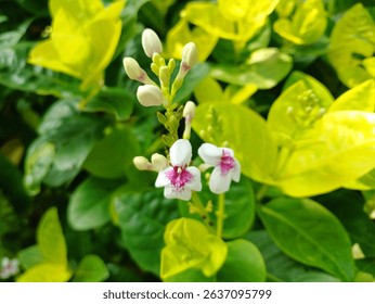Cute White Pseuderanthemum carruthersii Flowers With Pink Centers, Small Flowerbuds And Bright Green Leaves. Also Known As The Carruthers' Falseface.