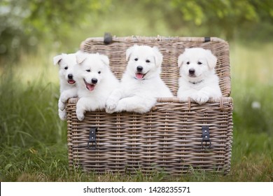 Cute White Puppies In A Basket. Berger Blanc Suisse Puppies In A Basket. White Shepherd Puppies. Basket Full Of Puppies. Cute Dogs.