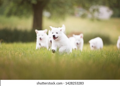 Cute white puppies running in grass. White shepherd puppies. Berger Blanc Suisse. Cute dogs. Puppies in action.