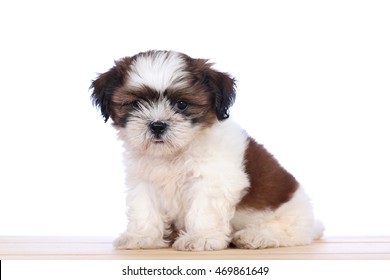 shih tzu maltese dog