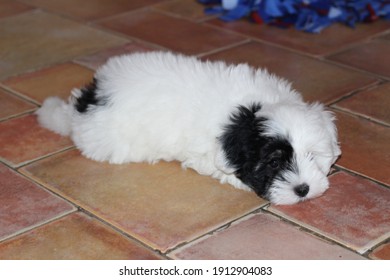 Tulear High Res Stock Images Shutterstock