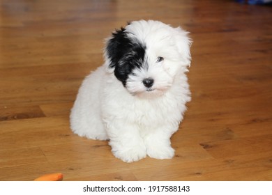 Cute white puppy, dog breed Coton de Tulear 