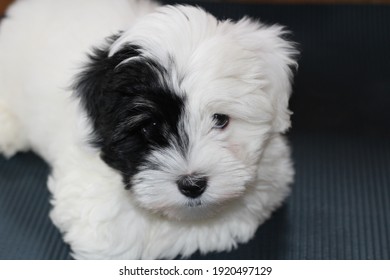 Cute white puppy, dog breed Coton de Tulear 