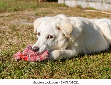 Cute White Puppy Dog, Similar Labrador, Is Chewing The Wool Sock In The Garden.