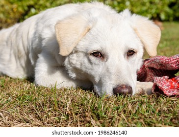 Cute White Puppy Dog, Similar Labrador, Is Chewing The Wool Sock In The Garden.