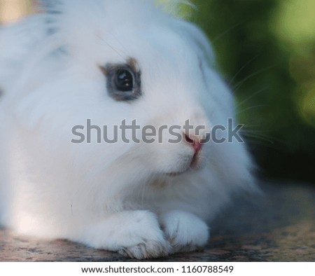 Cute white  rabbit 