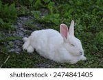 a cute white rabbit laying down 