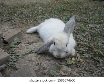 Cute white rabbit lying down on the ground in garden home at rural farm. Phrae Thailand.