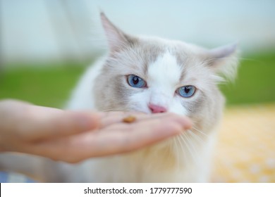 Cute White Ragdoll Cat Looks At Cat Food On Man's Hand, Want Eat