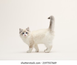 Cute White Ragdoll Cat Walking