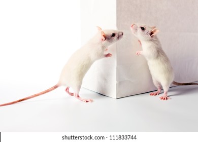 cute white rats examine a white bag