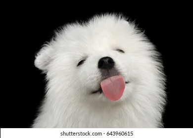 Cute White Samoyed Puppy Lick Screen, Showing Tongue Isolated On Black Background, Front View