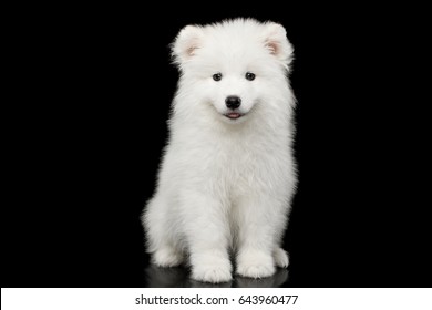 Cute White Samoyed Puppy Sitting isolated on Black background, front view