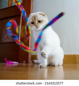 Cute White Scottish Fold Cat Portrait