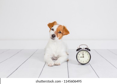 cute white small dog lying on the floor and looking at the camera. alarm clock with 9 am besides. Wake up and morning concept. Pets indoors