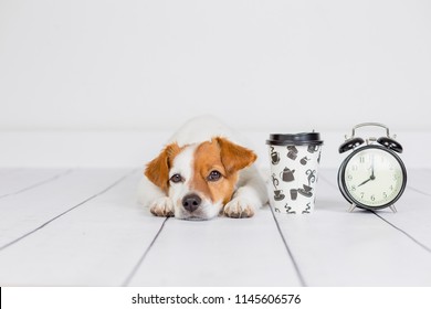cute white small dog lying on the floor and looking at the camera. Coffee and alarm clock with 8 am besides. Wake up and morning concept. Pets indoors