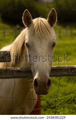 Cute White Smokey Black Pearl Gene Tobiano Rare Coat Colour Paint Horse Filly Looking Over Fence at Viewer with Green Field Background