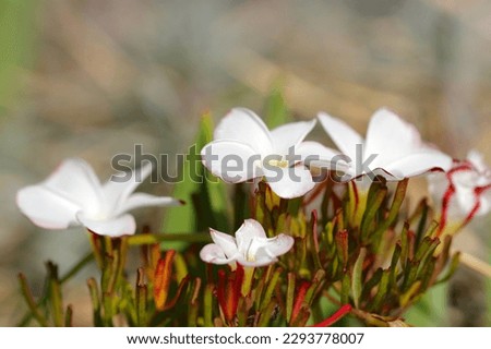 Cute white spiral flowering 