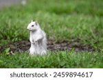 Cute white squirrel in green grass on its hind legs and looking around in the City Park in Olney, Illinois, which is known for its population of albino squirrels.