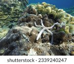 A cute white starfish on a magnificent coral reef