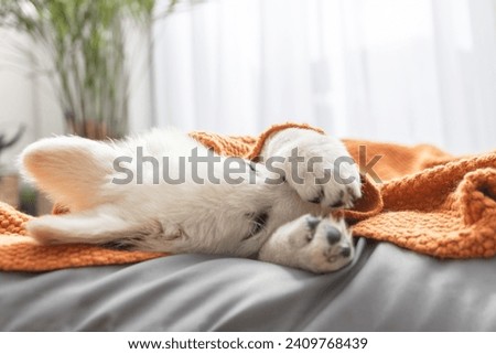 A cute white Swiss shepherd puppy lies on his bed covered with a brown knitted blanket and covers his face with his paws. Funny pets resting