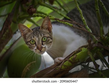 cute white and tabby cat lurks from a coconut tree   - Shutterstock ID 2090605447