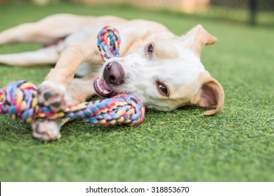 Cute white and tan puppy plays with rope toy outside