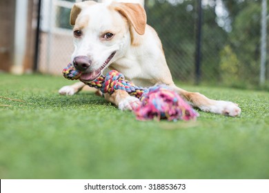 Cute White And Tan Puppy Plays With Rope Toy Outside