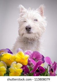 Cute White Terrier Dog In The Flower Bed