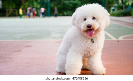 Cute White Toy Poodle In The Park