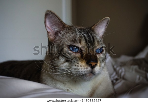 Cute White Toyger Cat Blue Eyes Stock Photo Edit Now