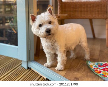 A cute white west highland terrier dog standing at the entrance of a door evening sun