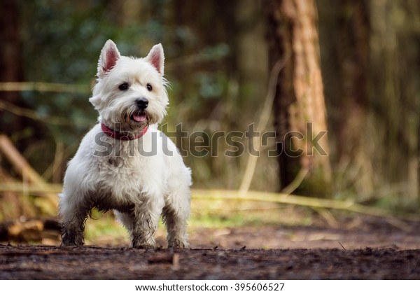Cute white West Highland\
Terrier Dog looking alert and playful with blurred nature\
background.