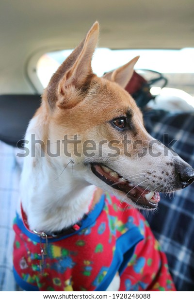 A\
cute white and yellow dog with red and blue cloth traveling in the\
car. Animal and transportation concept. Soft\
focus.
