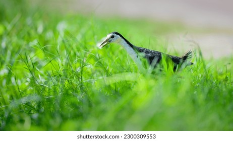 Cute White-breasted Waterhen carrying a rice grain in its beak, bringing food for chicks, walking through the green grass.