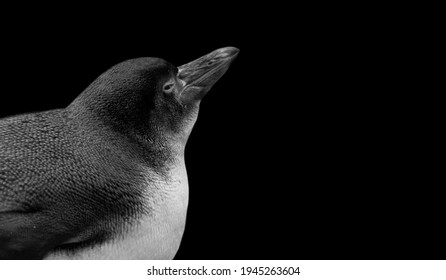 壁紙 ペンギン の写真素材 画像 写真 Shutterstock 壁紙 ペンギン の写真素材 画像 写真 Shutterstock