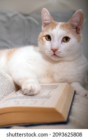 Cute white-red cat is lying with a book. Cozy home weekends and reading concept.