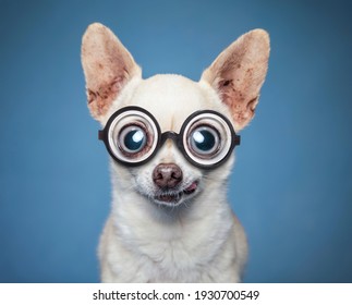 Cute wide eyed chihuahua on an isolated blue background studio shot