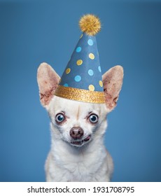 Cute Wide Eyed Chihuahua On An Isolated Blue Background Studio Shot