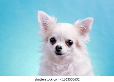 Cute Wide Eyed Dog Chihuahua On An Isolated Blue Background In Studio. Funny Chihuahua Tilts Her Head To One Side, Then On Other Side. She Is Very Curious And Inquisitive.