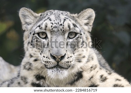 Cute wild animal white tiger with shallow depth of field 