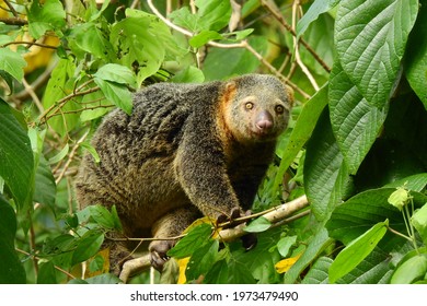 cute wild bear cuscus aulirops ursinus arboreal and herbivorous marsupial from sulawesi forest