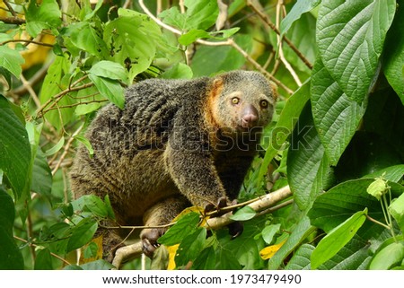 cute wild bear cuscus aulirops ursinus arboreal and herbivorous marsupial from sulawesi forest