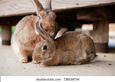 cute wild bunny rabbits in japan's rabbit island, okunoshima - Shutterstock ID 738558754