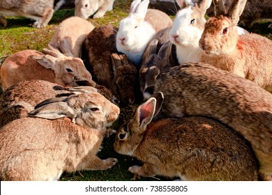 cute wild bunny rabbits in japan's rabbit island, okunoshima - Shutterstock ID 738558805